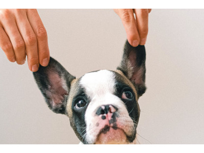 A Comprehensive Guide to French Bulldog Ear Covers